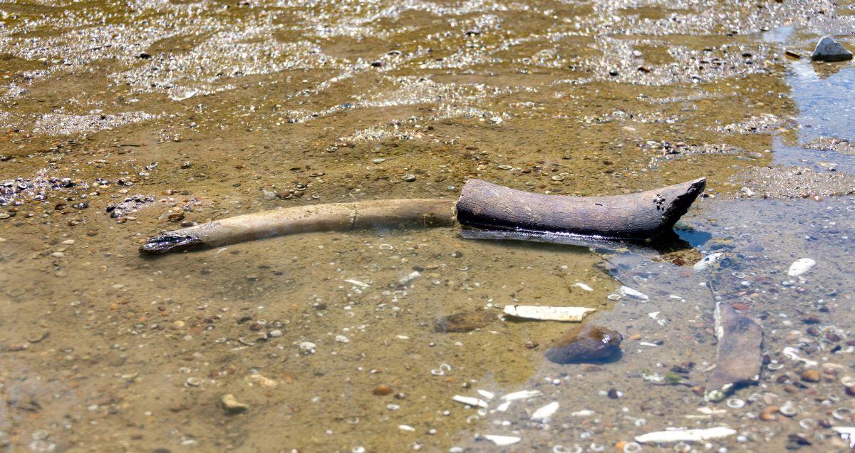 Mammoth remains revealed in Bulgaria after Danube water levels hit record low