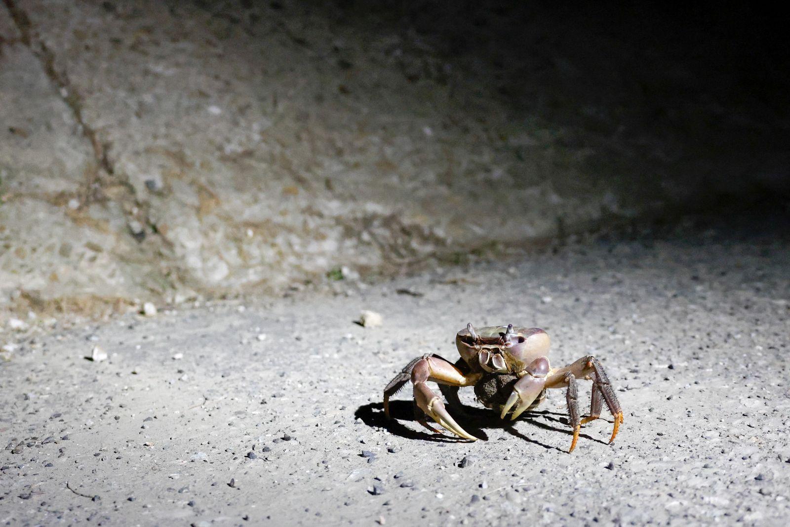 Taiwan's migrating crab population rebounds thanks to safer road crossings