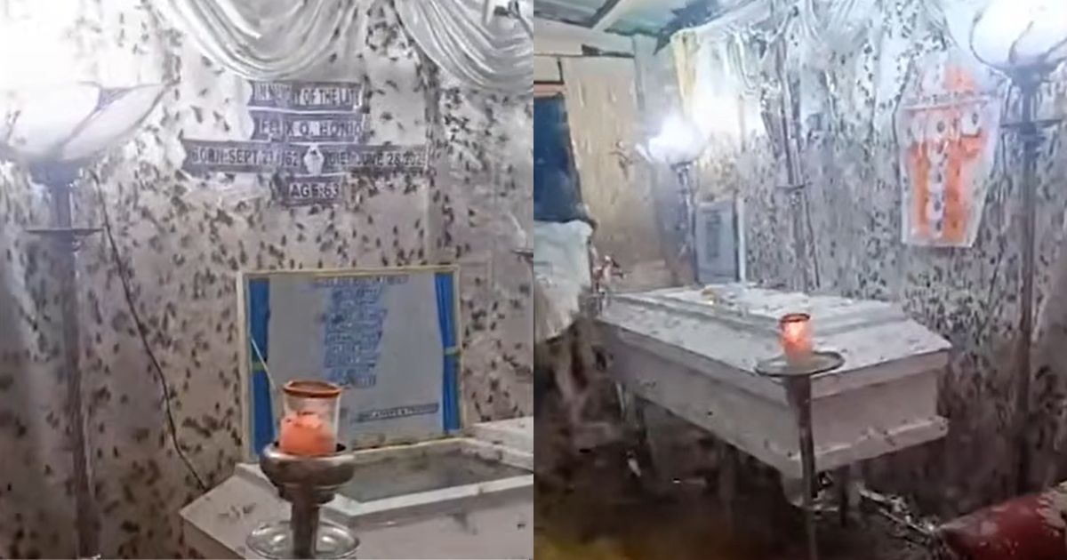 Thousands of winged termites descend on wake in Bohol