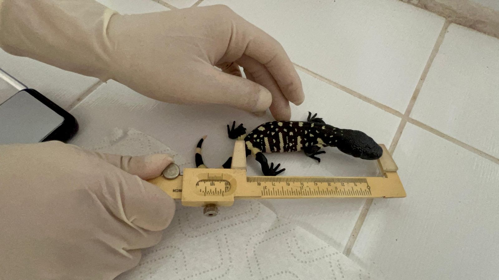 Guatemalan zoo breeds rare lizards in bid to save endangered species