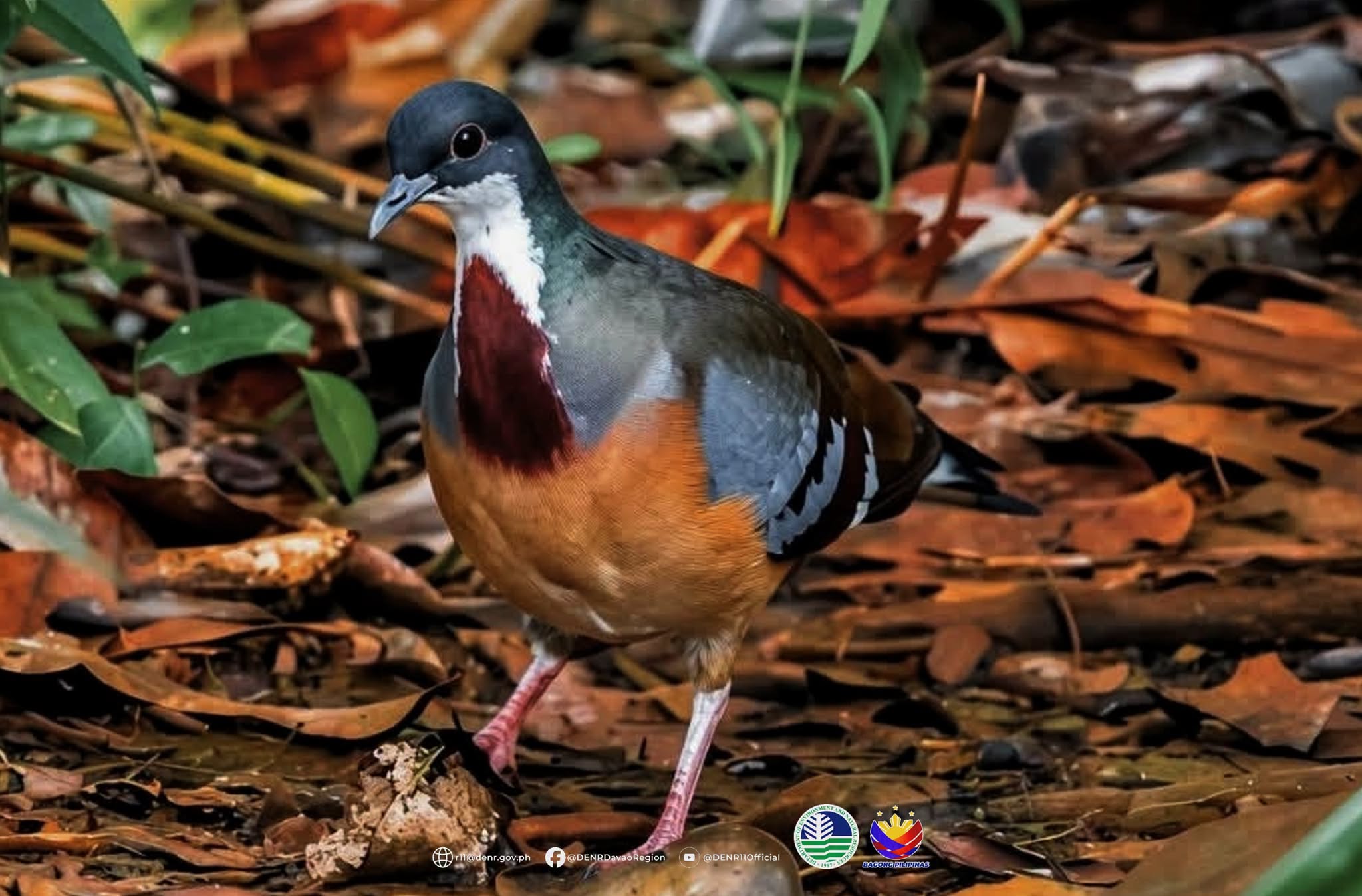 Mount Hamiguitan sanctuary records rare sighting of Mindanao bleeding-heart pigeon