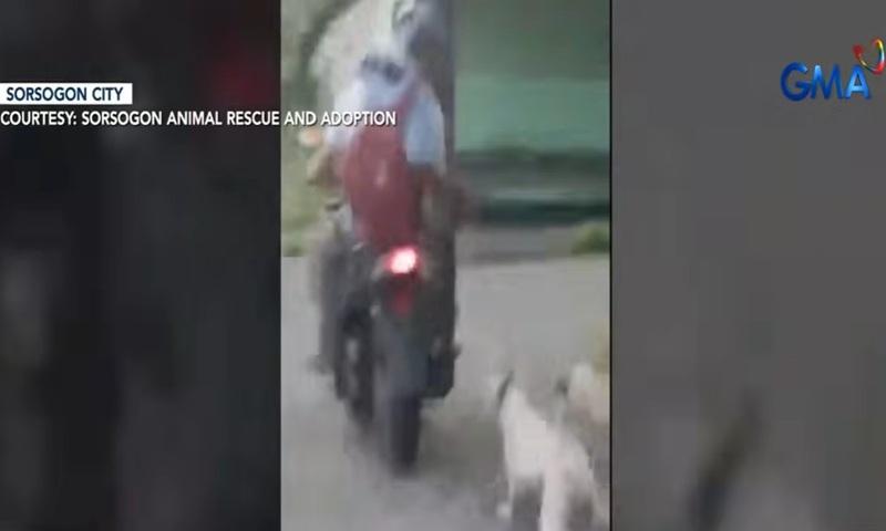 motorcycle riders drag tied up dog in Sorsogon