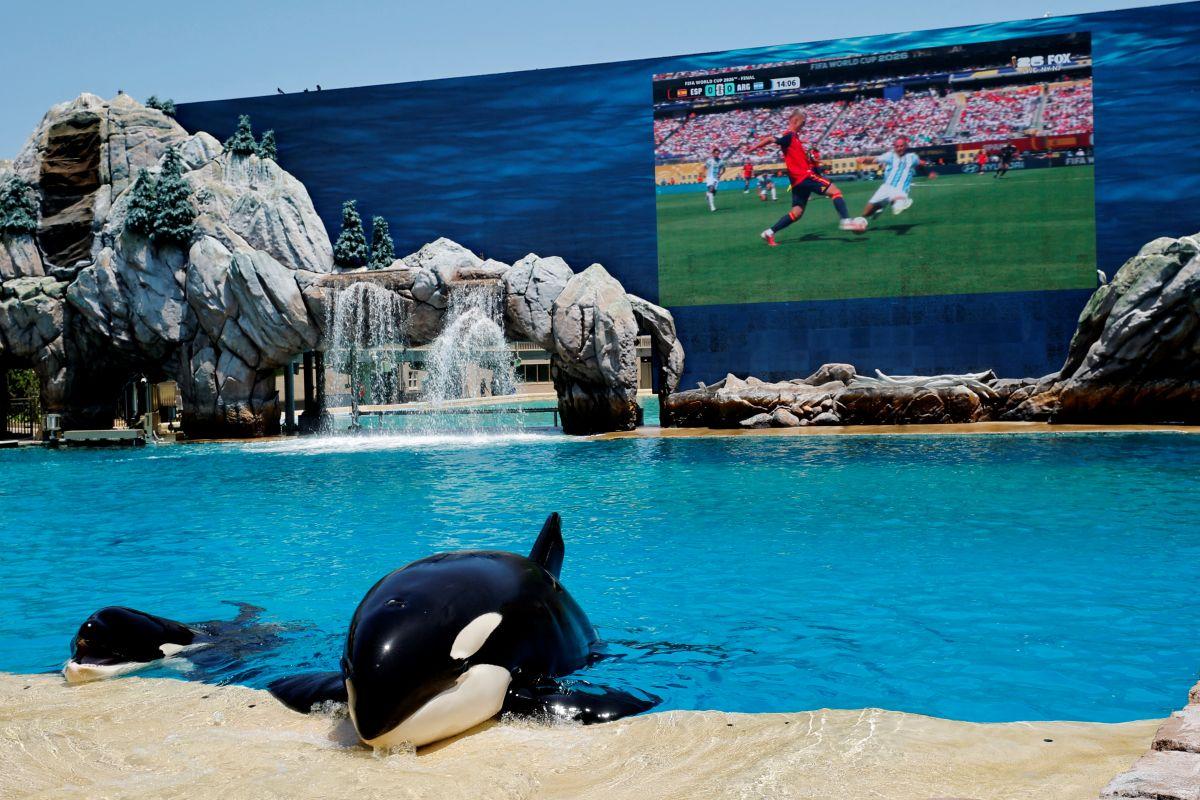 Killer whales: Orcas blow fish to bits 'for fun,' study finds