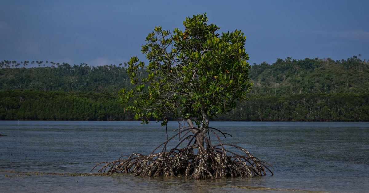 Protecting the protectors: racing to save Philippine mangroves