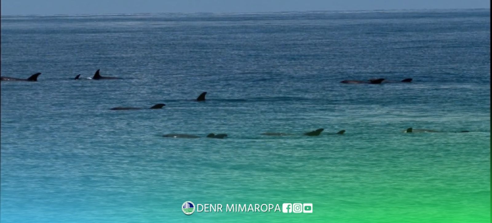 Pod of melon-headed whales spotted off San Jose, Occidental Mindoro 
