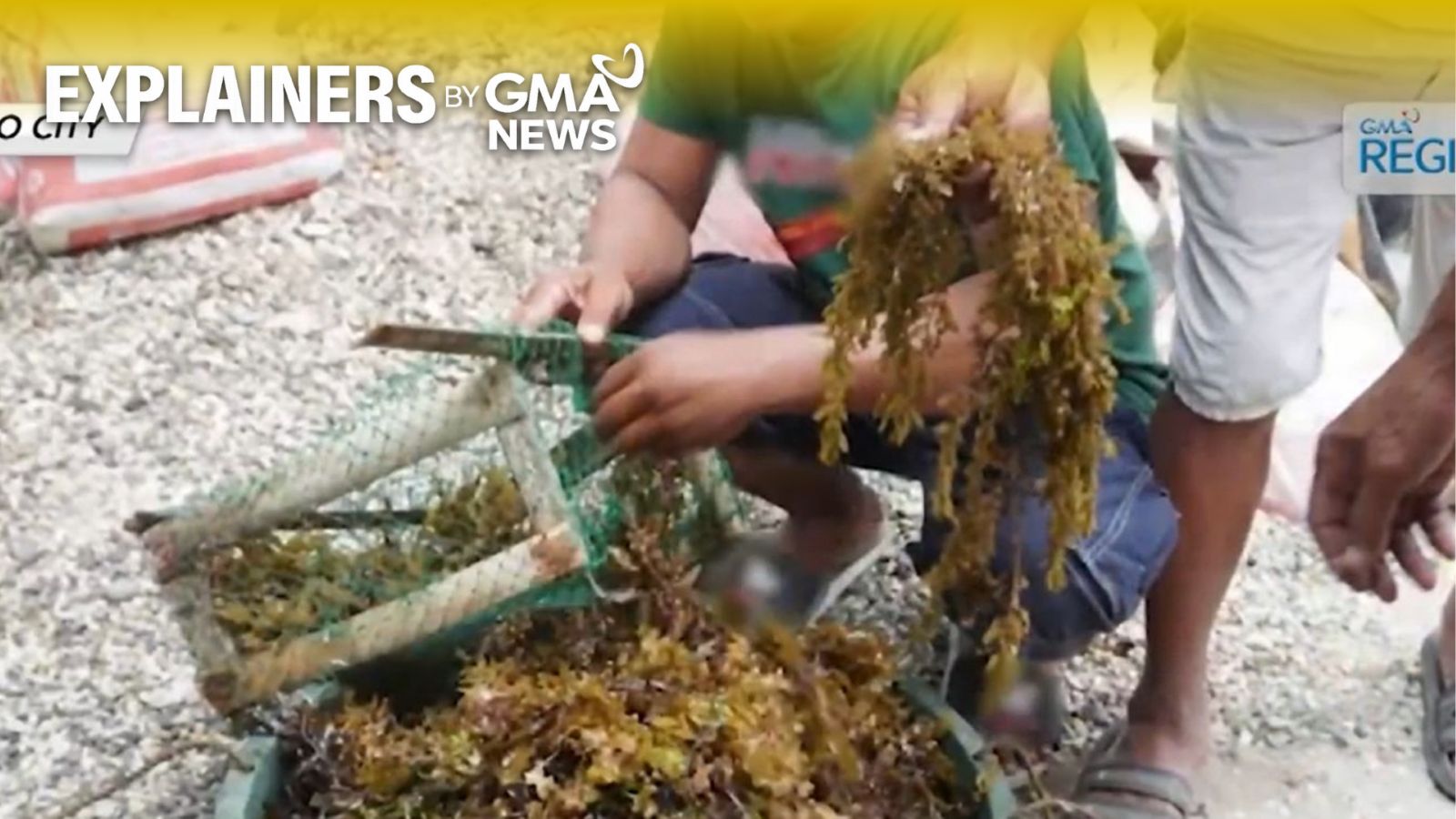 EXPLAINER: How the Philippines can harness seaweeds to produce bioplastics and reduce plastic pollution