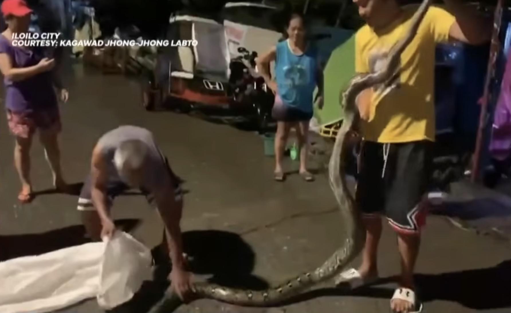 7-ft na sawa, natagpuan sa ilalim ng higaan sa kasagsagan ng ulan