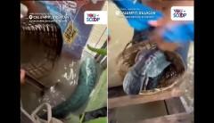 Malaking isdang ‘Toman,’ nahuli ng mga bata sa binahang kalsada sa Calumpit, Bulacan