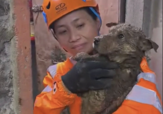 Dog rescued from Baguio landslide debris nearly 24 hours later 