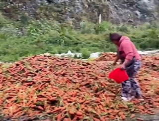 Benguet farmers dump veggie produce due to oversupply, lack of buyers