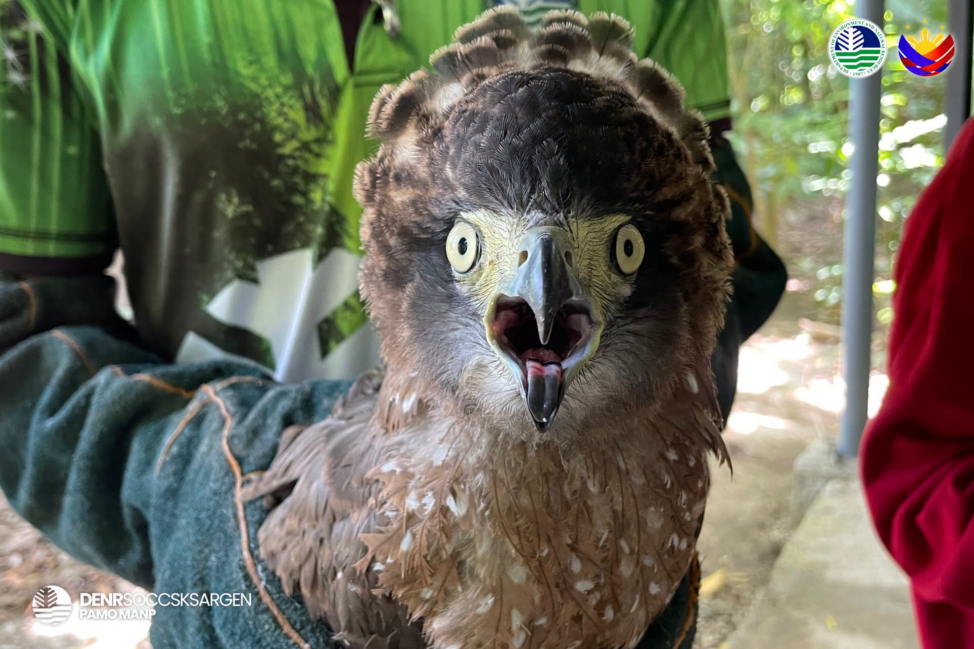 PH Serpent Eagle rescued in Kidapawan City 