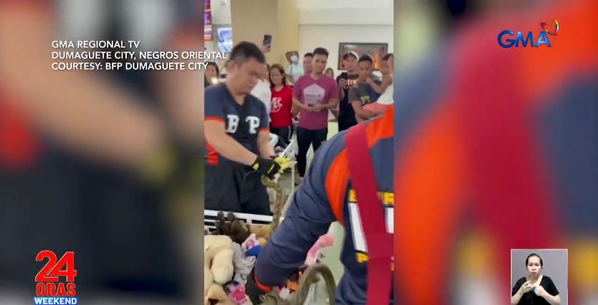 Reticulated python, namataan sa mga stuffed toy sa ukayan sa Dumaguete
