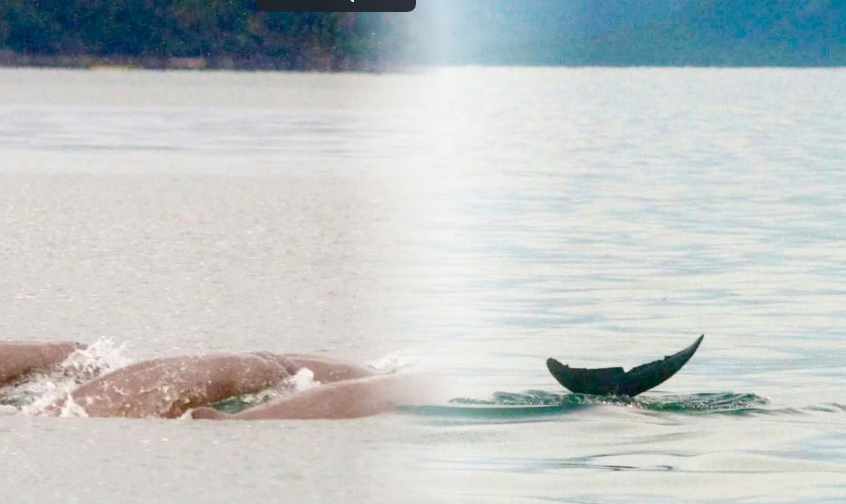 Irrawaddy dolphins seen again in San Miguel Bay after extensive marine survey