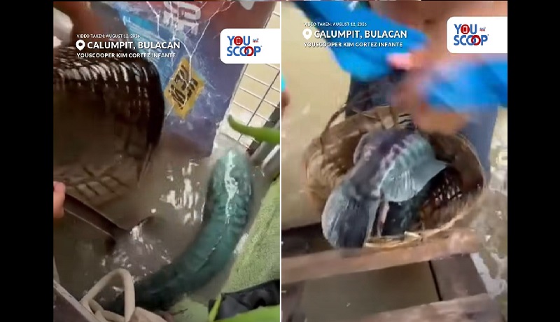 Malaking isdang ‘Toman,’ nahuli ng mga bata sa binahang kalsada sa Calumpit, Bulacan