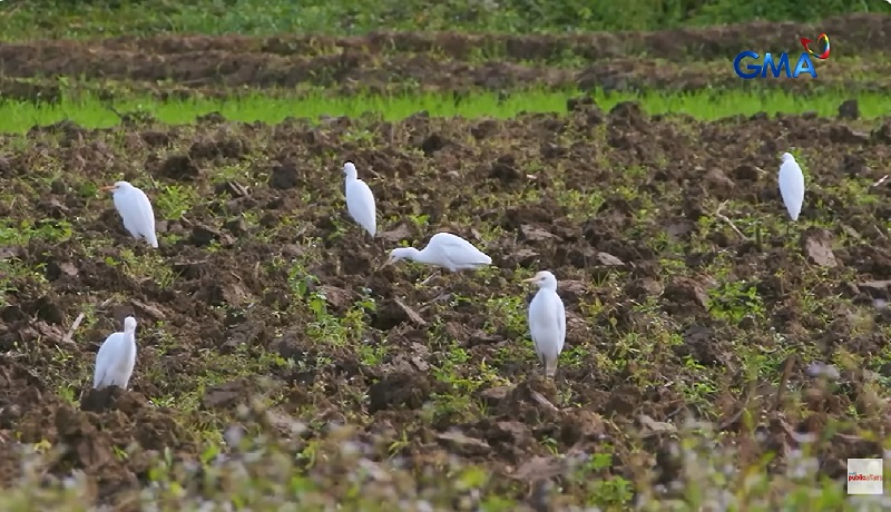 Cagayan ‘agri birds,’ peste nga ba o kakampi ng mga magsasaka?