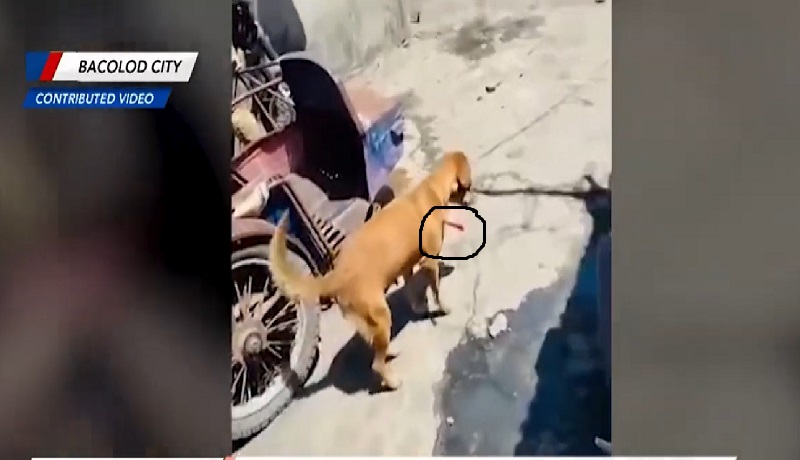 Aso, umuwi sa kaniyang amo na may nakabaon na pana sa katawan sa Bacolod City