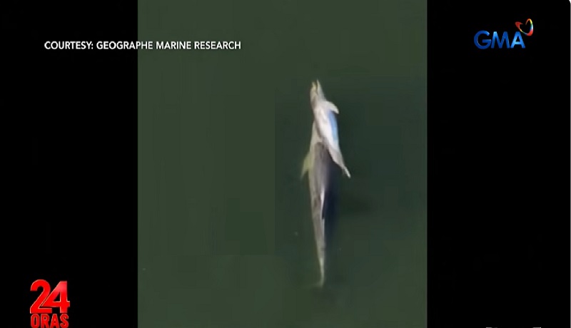 Inang dolphin, dalawang linggong akay sa dagat ang pumanaw niyang anak