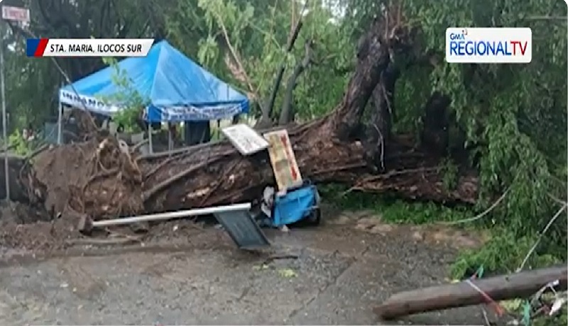 Tricycle driver na nakatulog sa kaniyang sasakyan, patay nang mabagsakan ng malaking puno sa Ilocos Sur