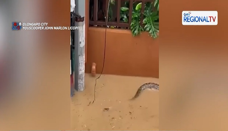 Mahabang sawa, nakitang lumalangoy sa baha sa labas ng mga bahay sa Olongapo City