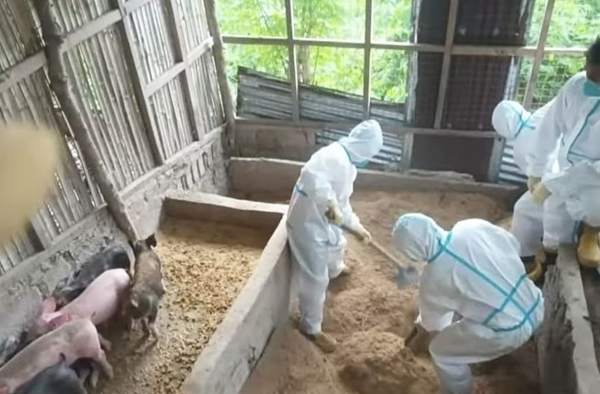 9 pigs in Cebu City test positive for ASF