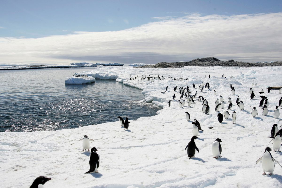 Chile-led team maps Antarctic plant genome in a step towards climate-resilient crops 
