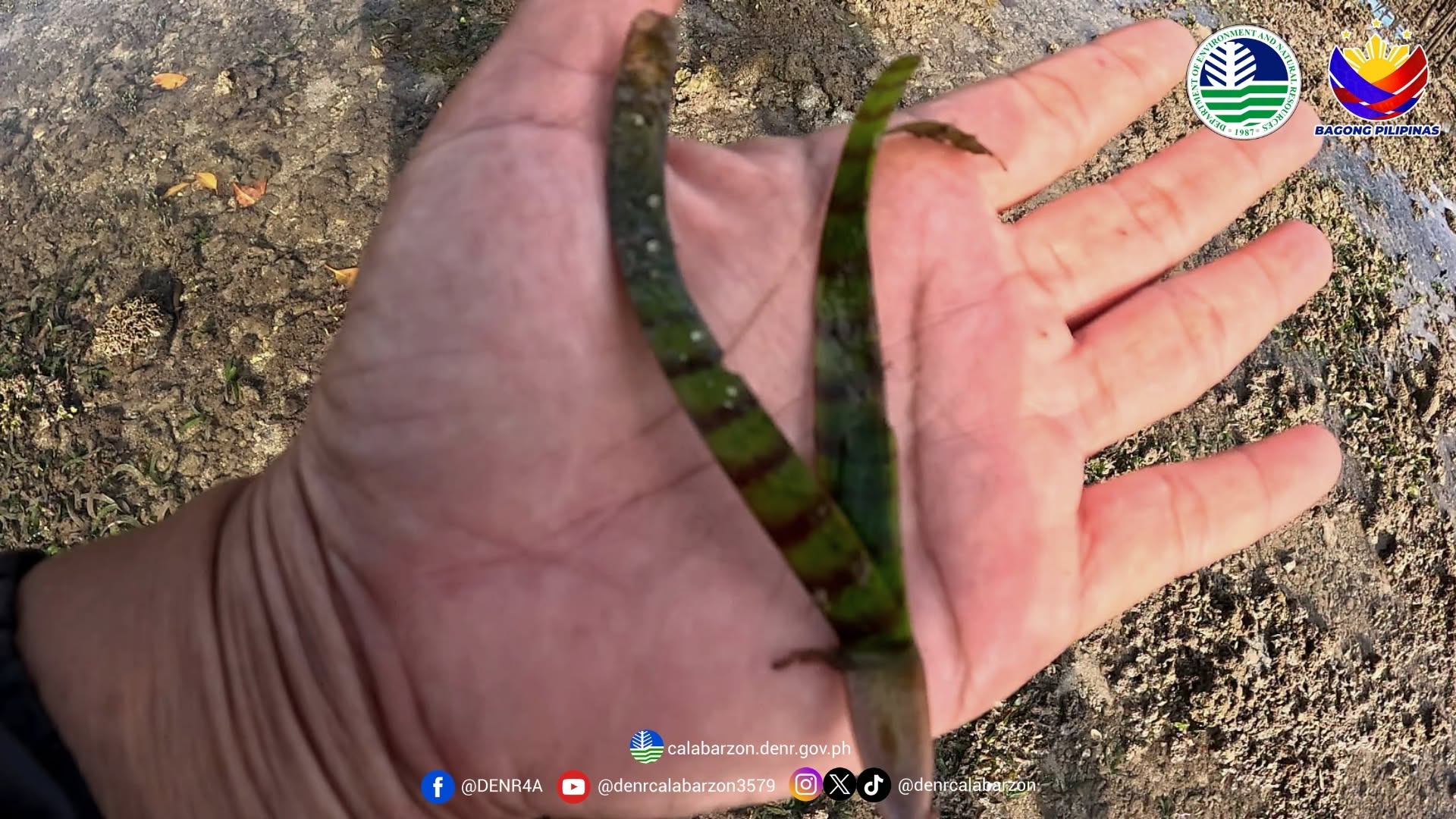 New seagrass specie discovered in Quezon protected area - DENR 
