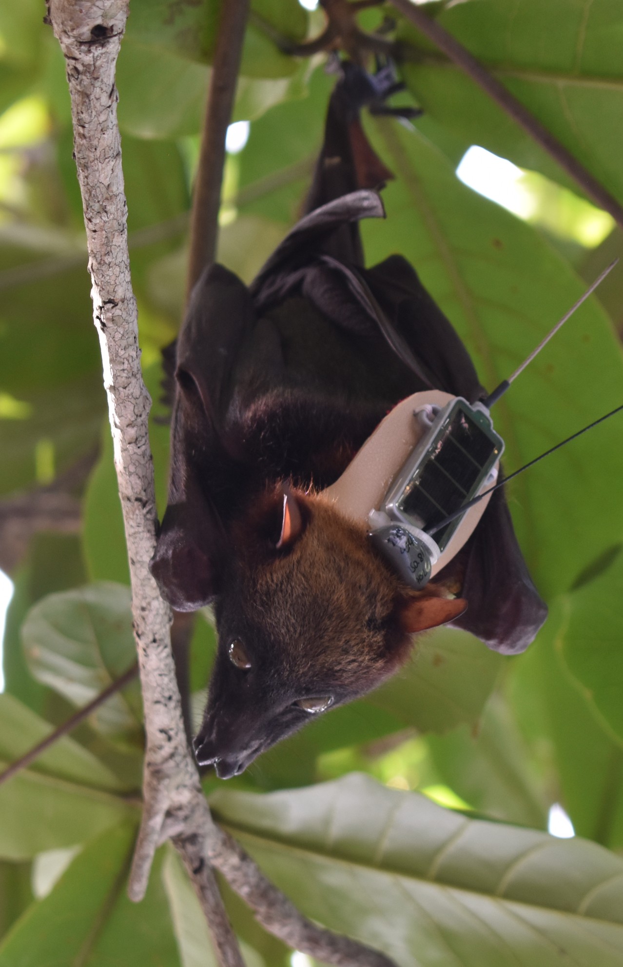 UP maps flying fox movements in PH to aid conservation efforts