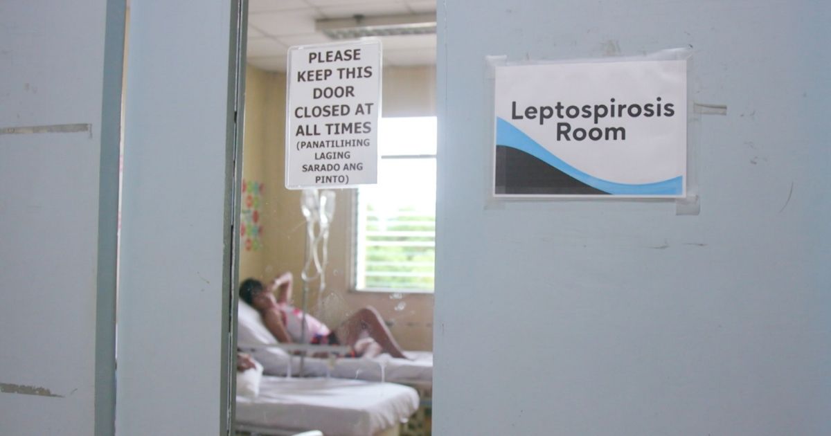 Leptospirosis cases overwhelm hospitals amid widespread flooding