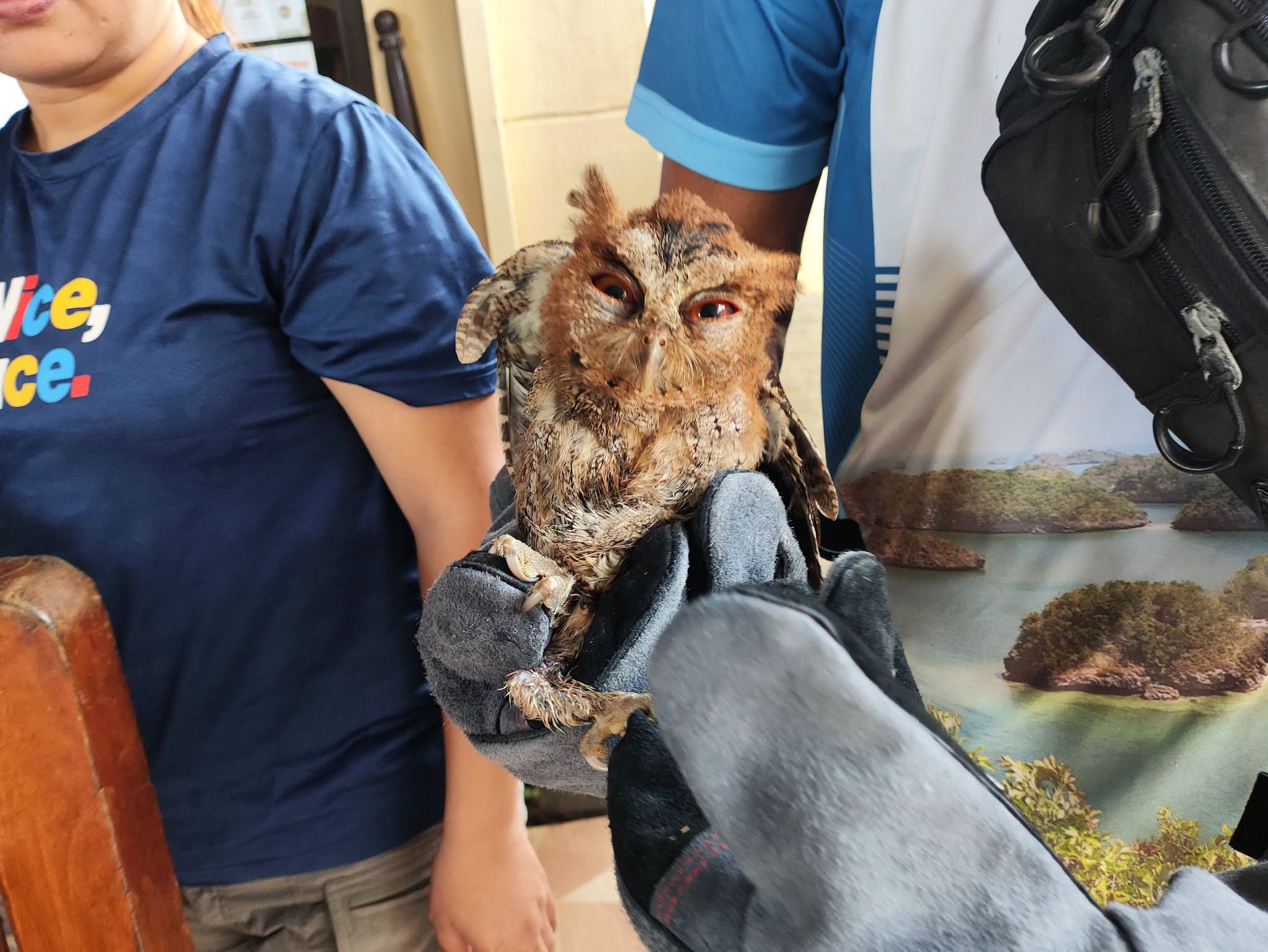 Philippine Scops Owl rescued in Pangasinan