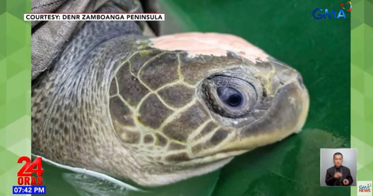 3 sea turtles rescued after separate entanglement incidents in Zamboanga del Norte, Capiz