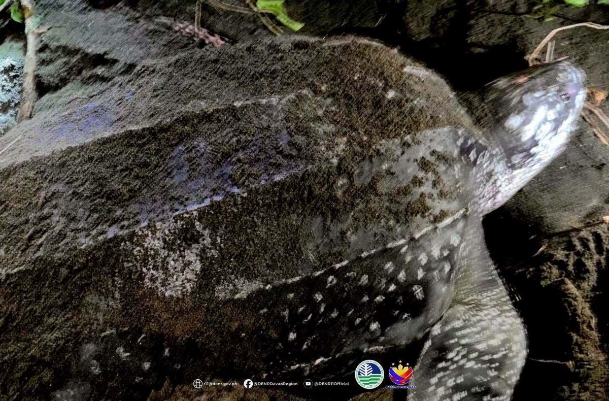 Endangered turtle spotted laying eggs in Davao Occidental