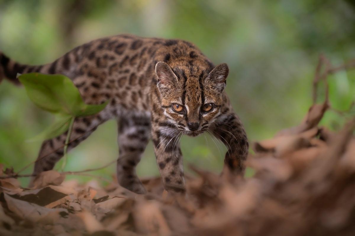LOOK: First new cat species to be discovered in over a century found in Bolivia - GMA Network