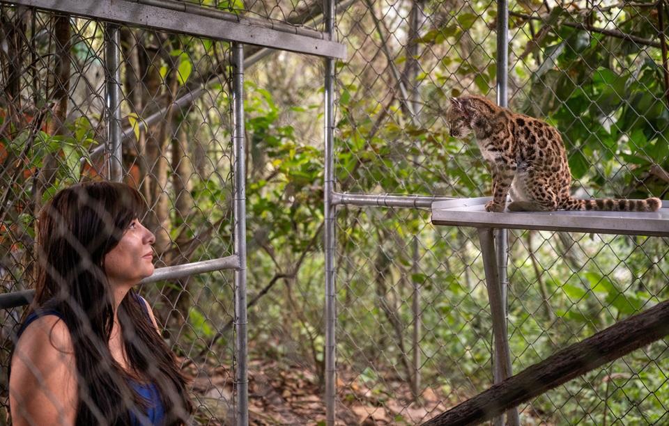 Leopardus tilcayo as a new species, observes the cat at the Senda Verde animal refuge in the Yungas region, in Bolivia, September 1, 2026. Fernando Faciole/ National Geographic/ Handout via REUTERS