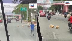 WHO LET THE DOGS OUT!: 2 alagang aso na nakakawala, tila ginawang playground ang MIA Road sa Pasay