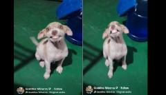 Rescue puppy, todo ‘ngiti’ kapag tinawag siya ng taong sumagip sa kaniya
