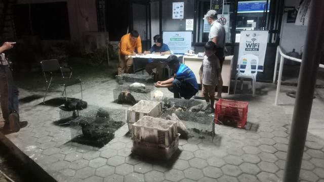 DENR personnel in General Santos City prepare case filings against two individuals arrested in April for illegally transporting protected species - including cockatoos, gibbons, a bearcat, and a Western crowned pigeon. The suspects were intercepted in a minivan following a tip-off from concerned citizens. DENR: Region 12
