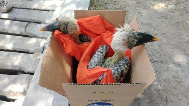 A joint DENR and PNP buy-bust operation in General Santos City seized two endangered southern rufous hornbills (Buceros mindanensis) in July. Avian species have driven enforcement efforts this year, accounting for nearly two-thirds of all confiscated wildlife, with parrots, parakeets, cockatoos, cockatiels, and macaws topping the list. Photo: DENR-SOCCSKSARGEN