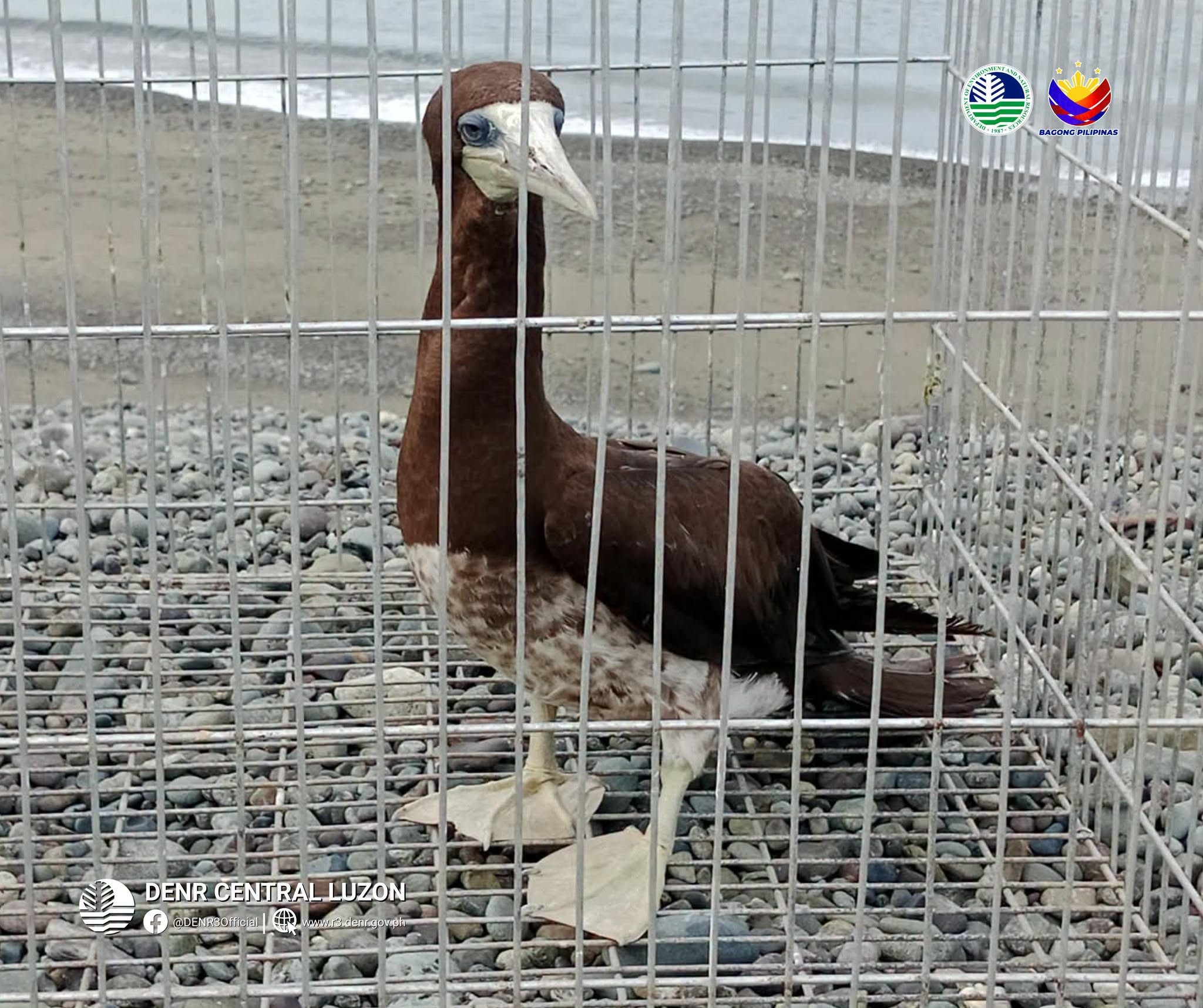 Endangered brown booby spotted and rescued in Aurora for the first time