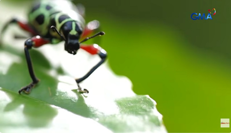 Populasyon ng ilang insekto sa mundo, nanganganib na maubos?