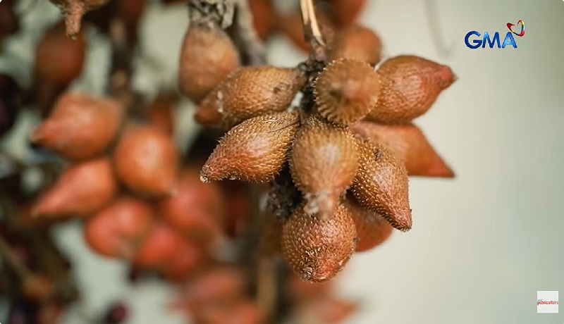 Palawan, mayaman sa mga wild fruit na ibinebenta ng mga katutubo