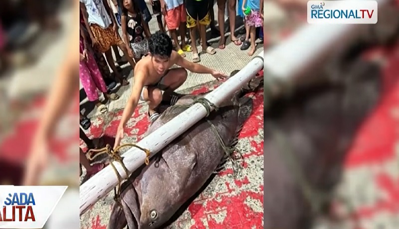 WATCH: 130-kilos na giant grouper, nahuli sa Caluya, Antique
