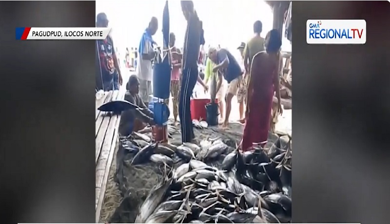 Sangkaterbang tuna, nahuli sa Pagudpud; ibang isda, ipinamigay na dahil sa sobrang dami