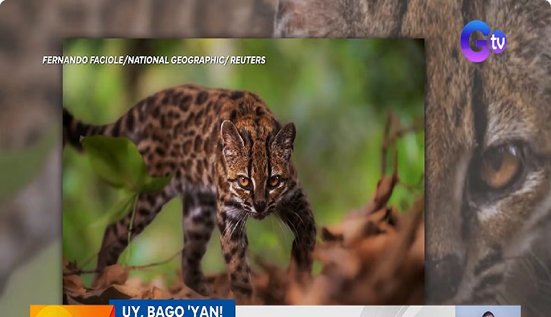 ‘Weird cat’ na nakita sa Bolivia, isang bagong cat species na natuklasan makaraang ang 100 taon