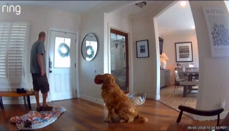 Golden Retriever na sobrang ‘friendly,’ gustong makipaglaro kahit sa lalaking ‘akyat-bahay’