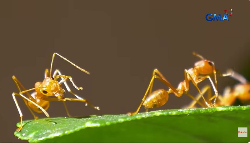 Isa sa mga pinakadelikadong uri ng langgam sa mundo na Little Fire Ants, nasa Pilipinas na?