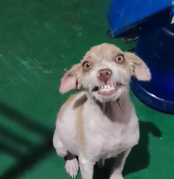 Netizens delighted over rescue dog, Che-che, who smiles at the sound of her name