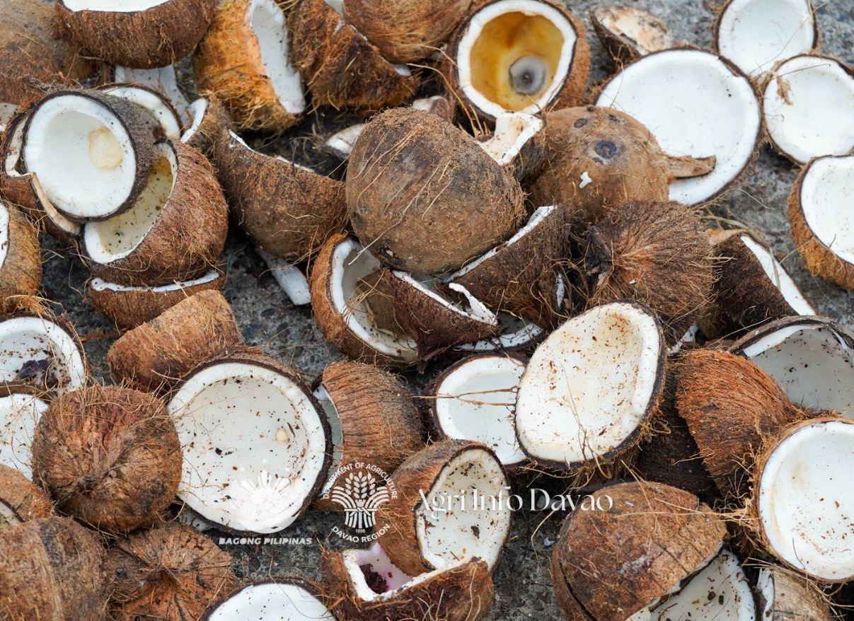 Malaysia explores Davao coconut shells as alternative fuel&nbsp;