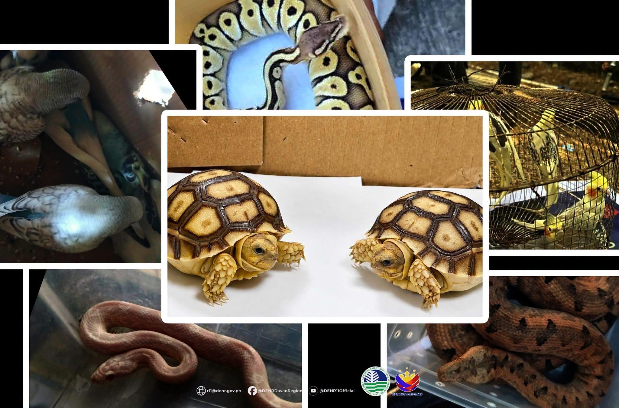 DENR Davao: 29 animals rescued from illegal wildlife trade since January 2026