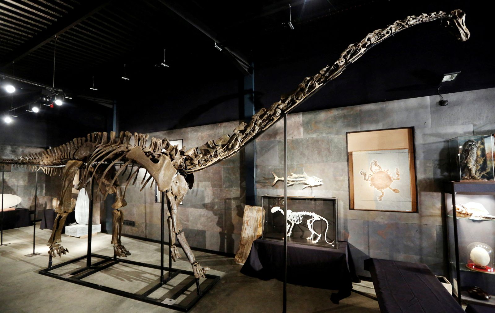 Spanish scientists find first evidence of Diplodocus dinosaur in Europe - GMA Network
