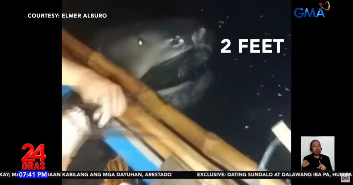 Fisherman in Masbate finds rare megamouth shark